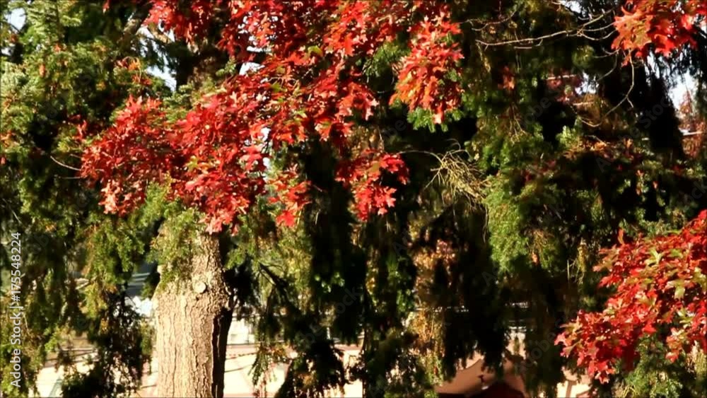 Red maple leaves falling off of tree Red maple leaves falling off of tree
