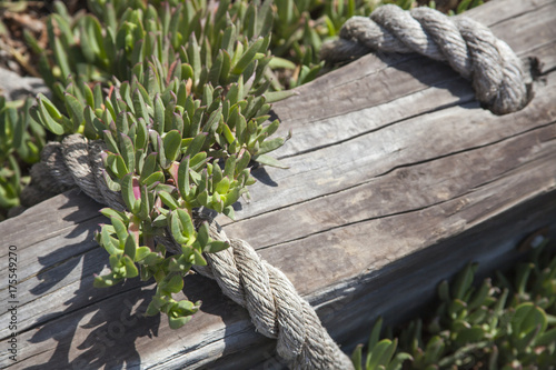 Tablou pe pânză Wooden post and marine rope with iceplants growing over it