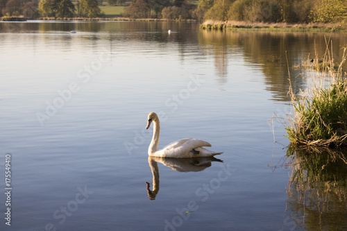 Swan on Loch of Skene in the Evening photo