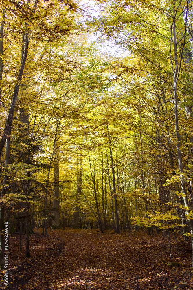 Herbstwald impressionen