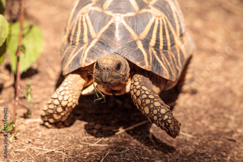 Burmese star tortoise Geochelone platynota photo