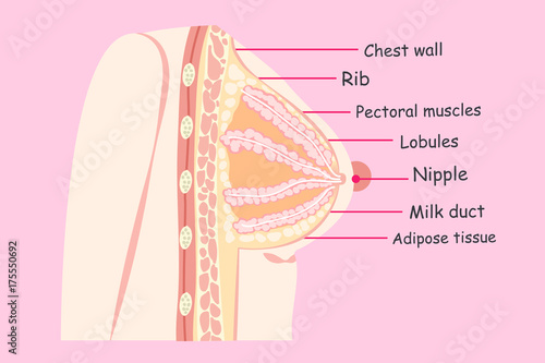 cartoon breast structure