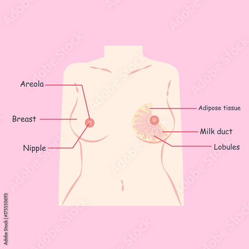 cartoon breast structure