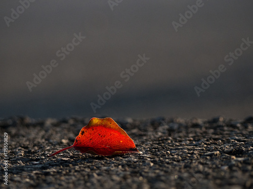 Single red leaf on ground