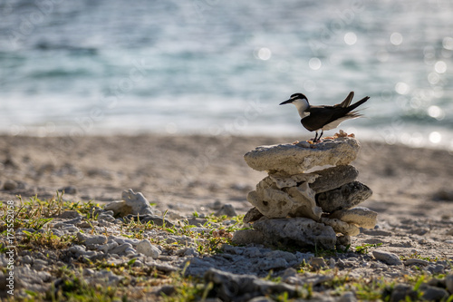 Australian bird on a rock sculpture on a beach with the coral lagoon in the background. A bird called bridled tern.