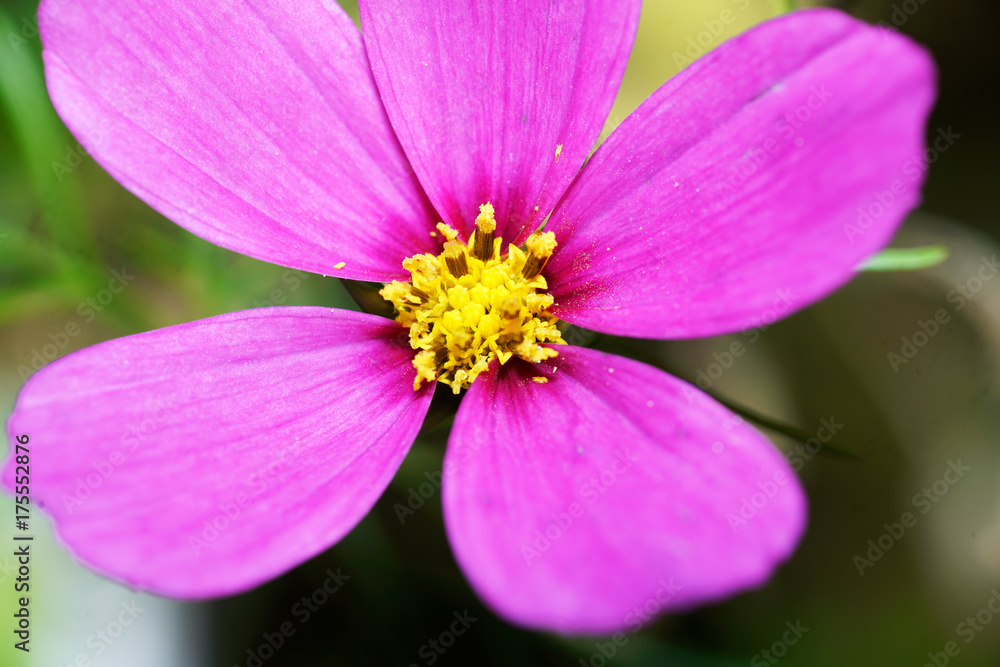 Blüten einer Blume mit den Makro Objektiv fotografiert