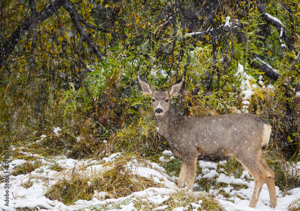 Young Deer Experiences an Autumn Snow Young Deer Experiences an Autumn Snow