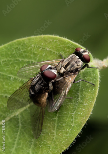 House fly on sexual
