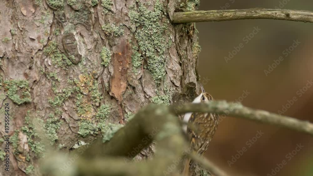 Short-toed treecreeper (Certhia brachydactyla) Short-toed treecreeper (Certhia brachydactyla)