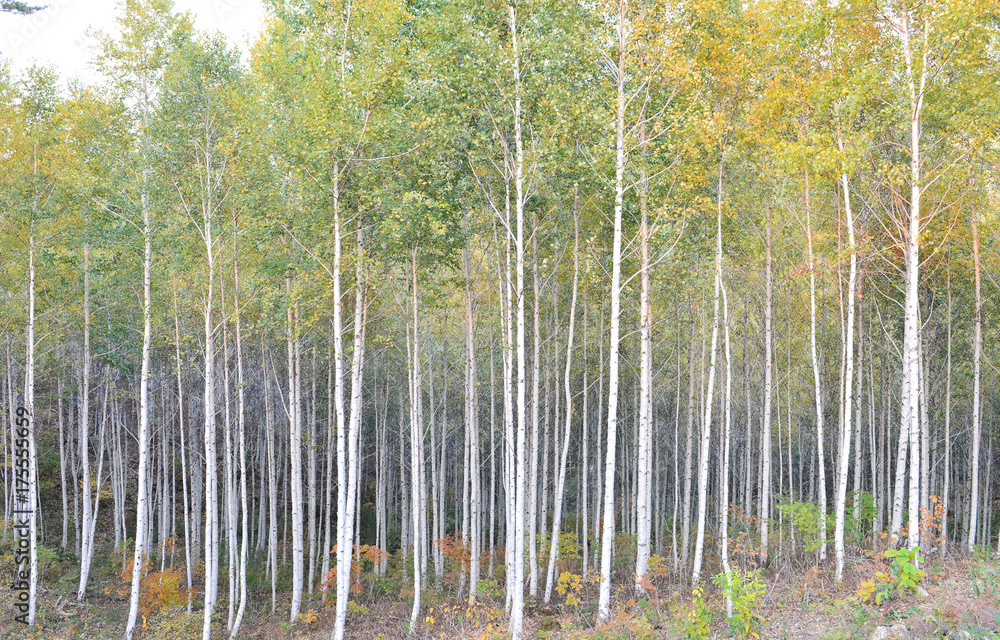 Obraz premium 가을철 하얀 자작나무 숲