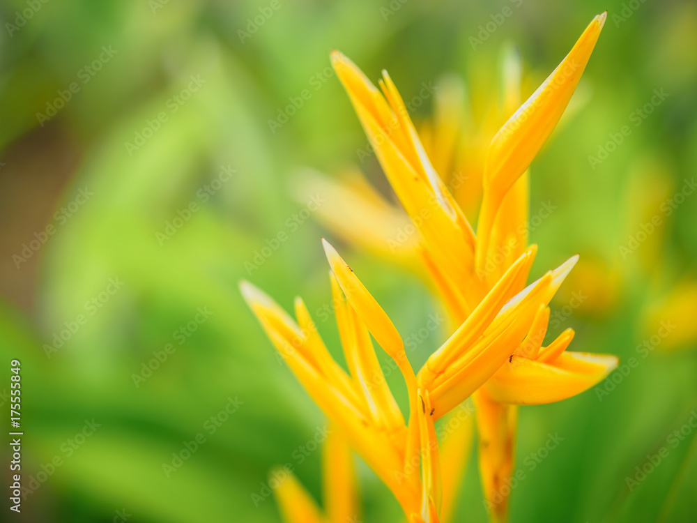 Soft focus beautiful Bird of Paradise flower (Strelitzia reginae) with green background. Soft focus beautiful Bird of Paradise flower (Strelitzia reginae) with green background.