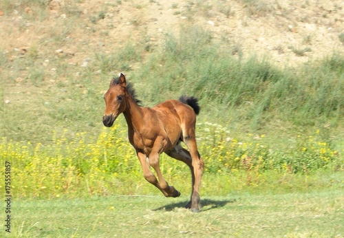 Running Colt, Foal, Bay Horse in Field in Montana
