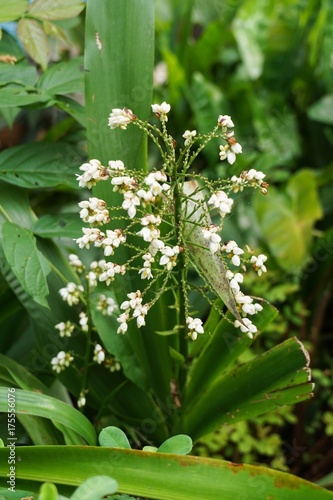 drimiopsis maculate or hyacinthaceae flower in nature garden photo