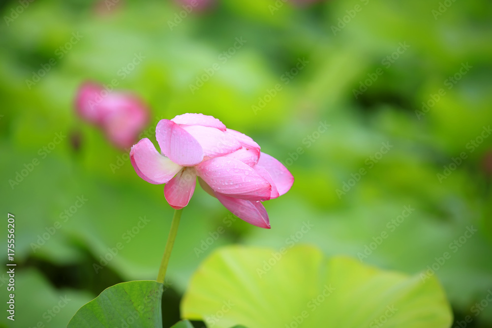 Lotus Lotus