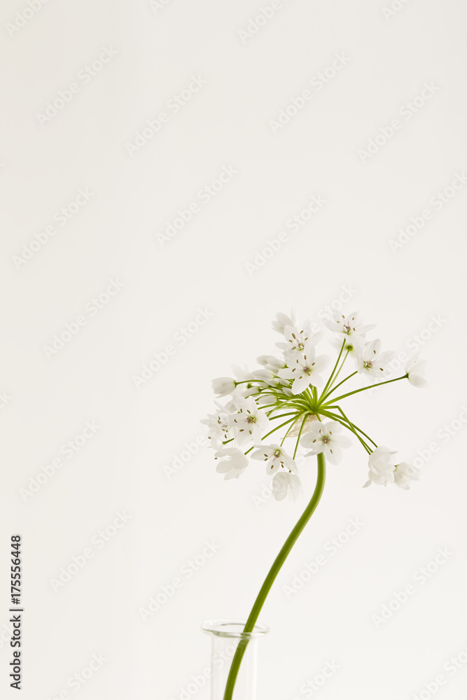 flowers flowers
