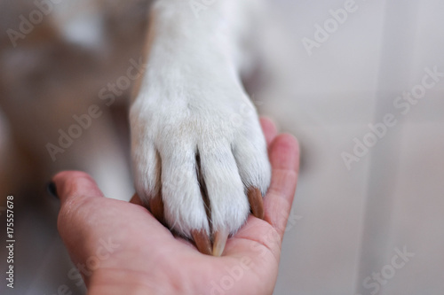 Best friend.Human and the animal connection. The concept of trust and friendship.