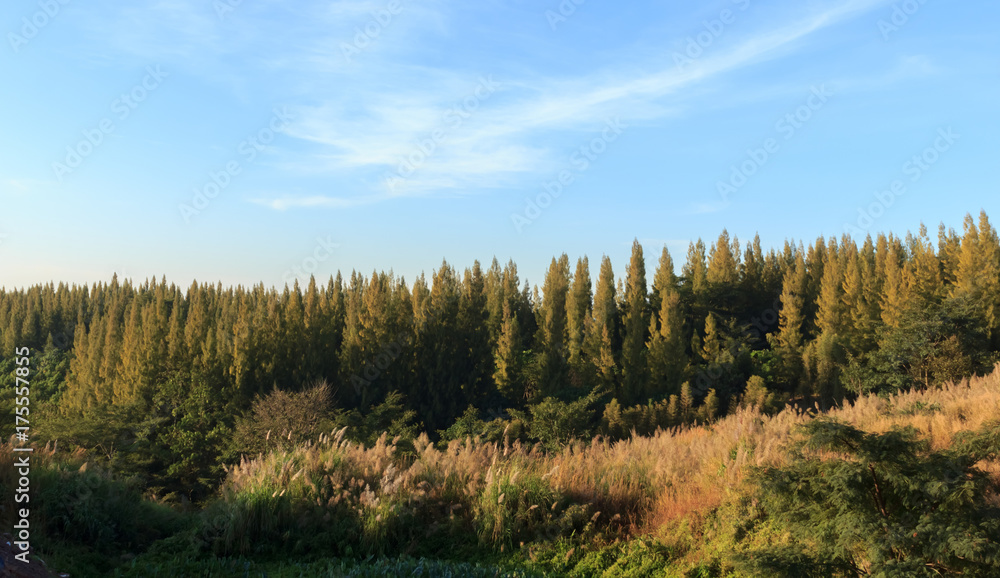 Fototapeta premium Pine trees on the mountain with blue skies.