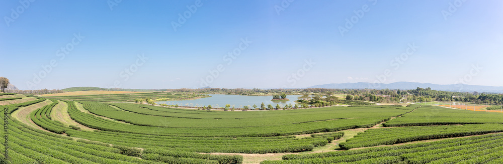 Landscape panorama of Tea Plantation and water lake. Landscape panorama of Tea Plantation and water lake.