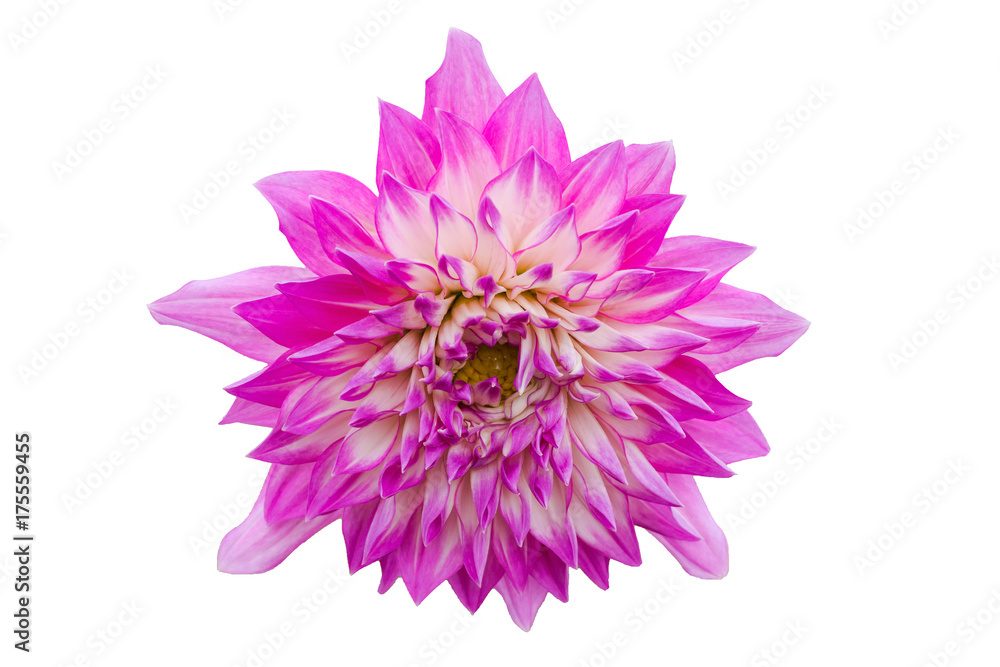 Pink flower isolated on white background with clipping path by Macro lens .