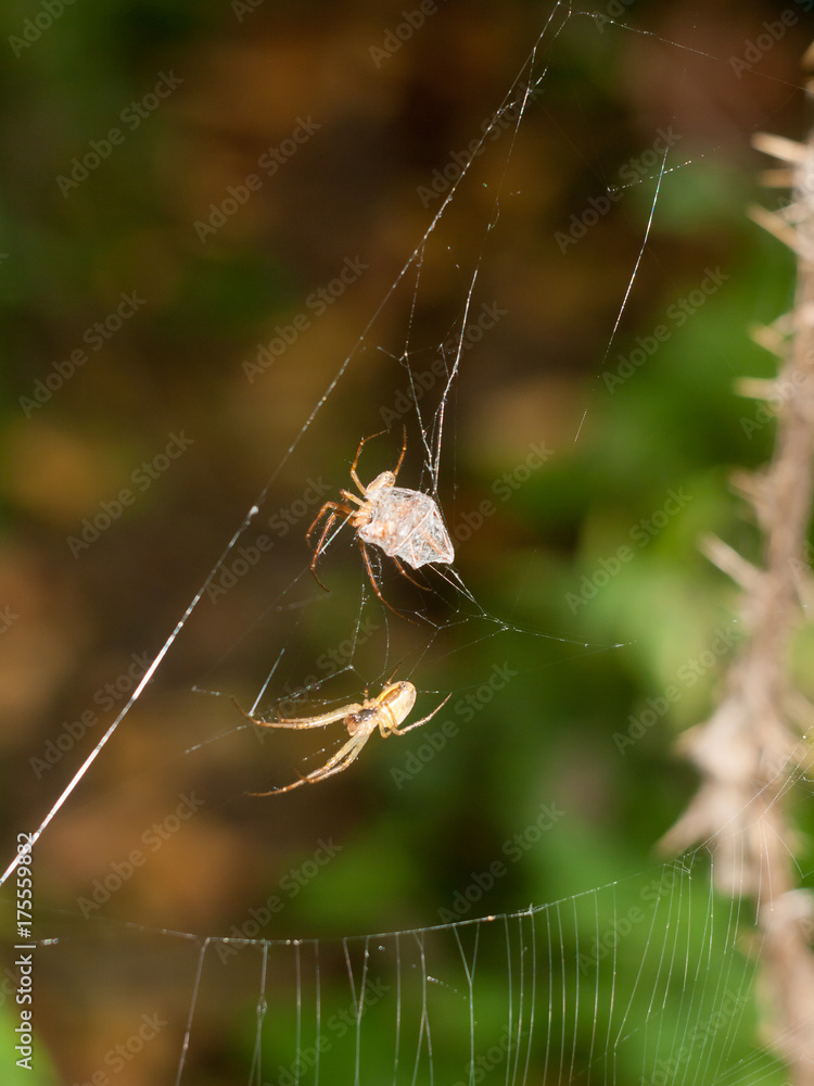 two common outdoor woodland uk spiders on same web two common outdoor woodland uk spiders on same web