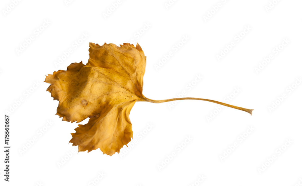 Naklejka premium dry leaf