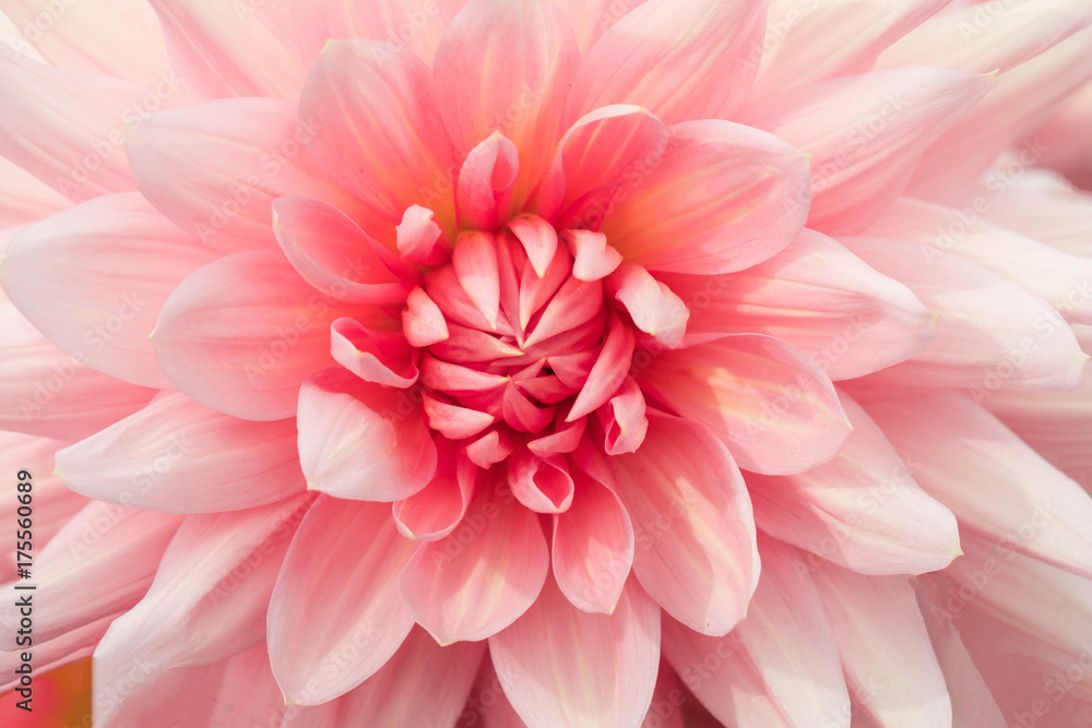 Textures pink flower close-up detail by Macro lens . Textures pink flower close-up detail by Macro lens .