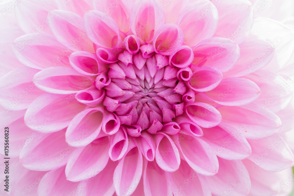 Textures pink flower close-up detail  by Macro lens .