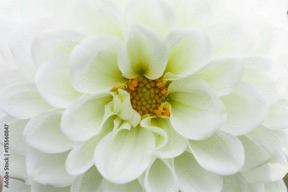 Textures white flower close-up detail by Macro lens . Textures white flower close-up detail by Macro lens .