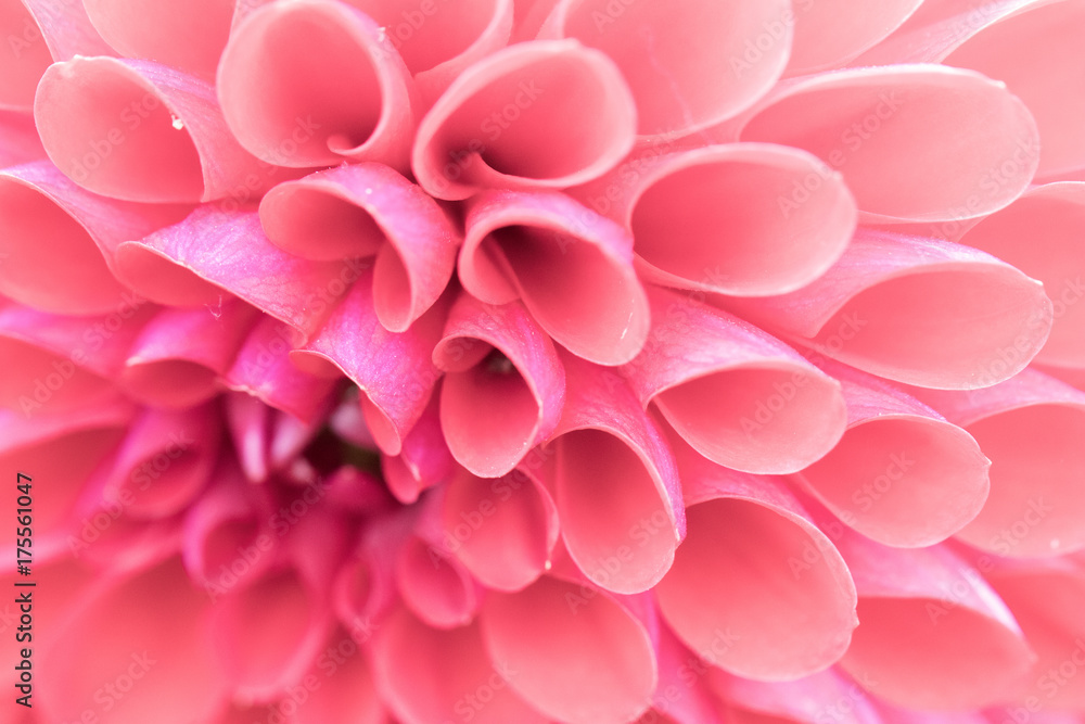Fototapeta premium Textures pink flower close-up detail by Macro lens .