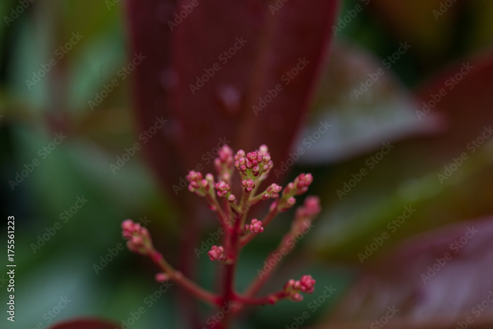 Macro Macro