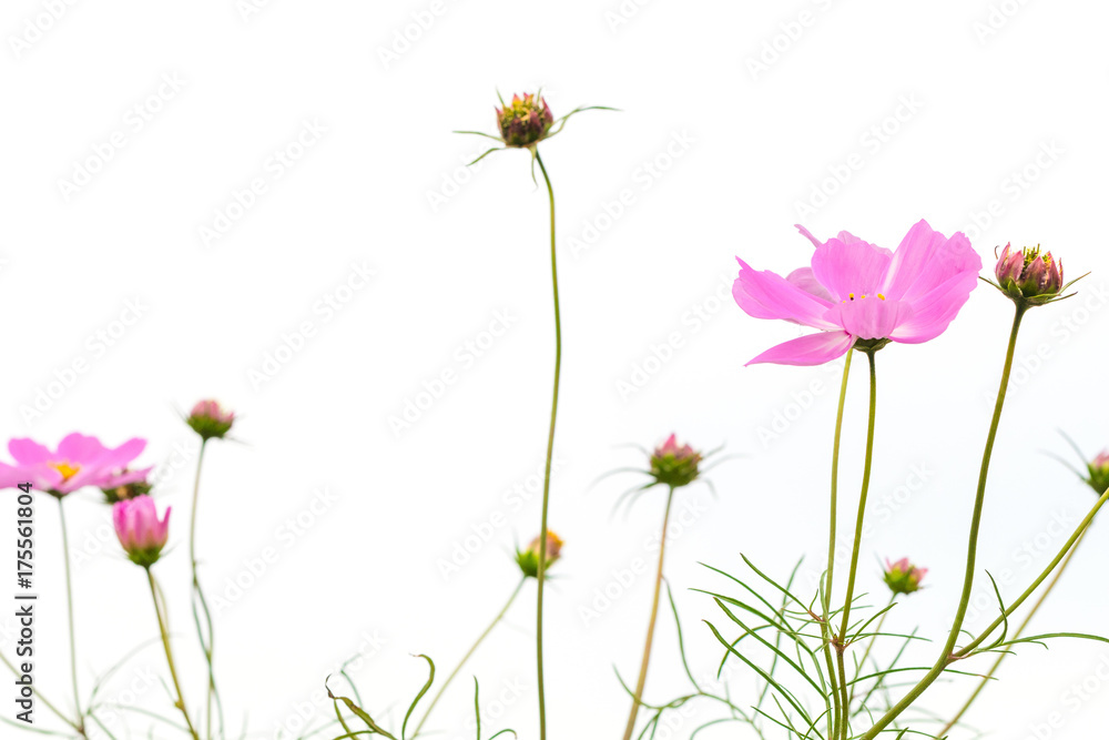 Cosmos flowers isolated on white background with clipping path by Macro lens .