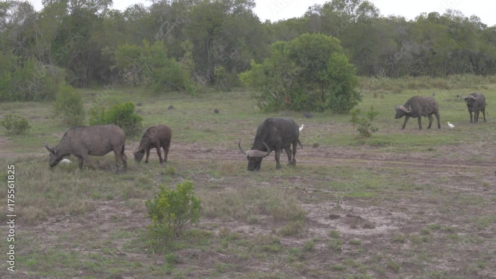 A Herd Of Buffalo Grazing In A Field Near The Bushes Of The African Reserve A Herd Of Buffalo Grazing In A Field Near The Bushes Of The African Reserve