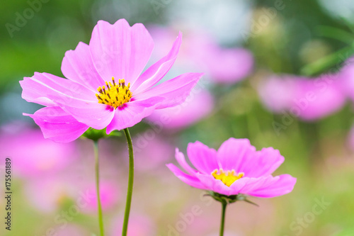 Beautiful Pink cosmos flower blooming  in  spring day  by Macro lens .