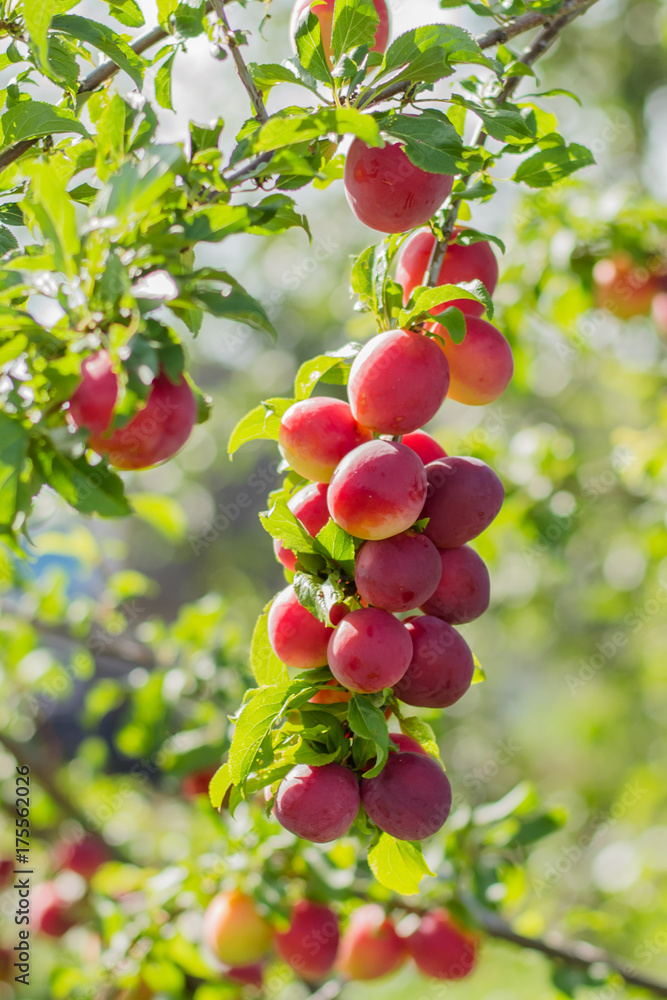 Fototapeta premium Plum tree with fruits