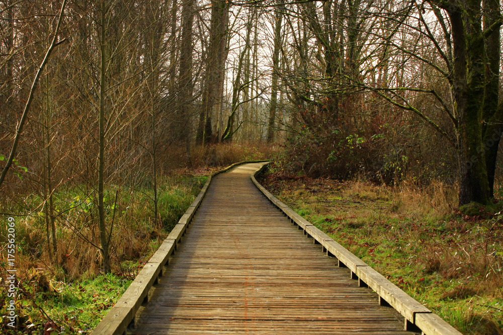 a picture of an Pacific Northwest forest trail a picture of an Pacific Northwest forest trail