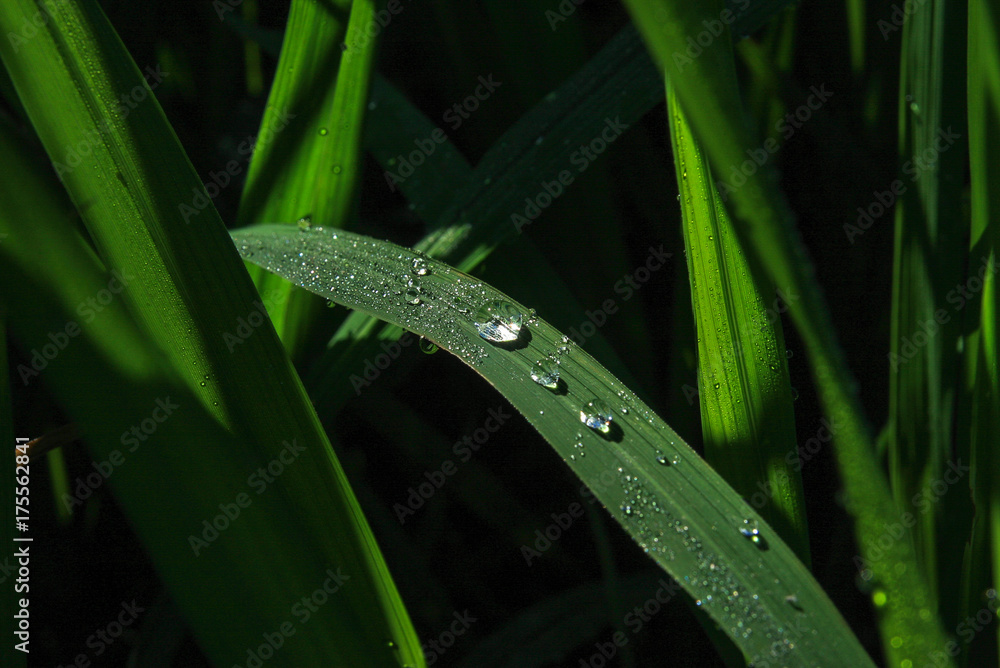 Water drop on green leaf Water drop on green leaf