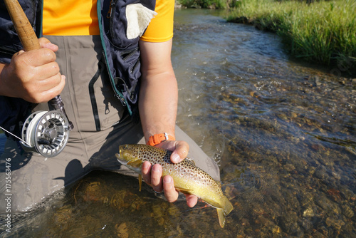 Fototapeta Naklejka Na Ścianę i Meble -  Fly fisherman catching brown trout in river
