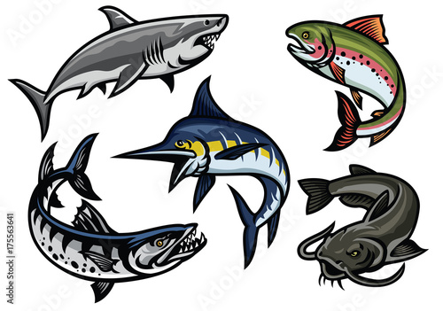 set of fish illustration in colored photo