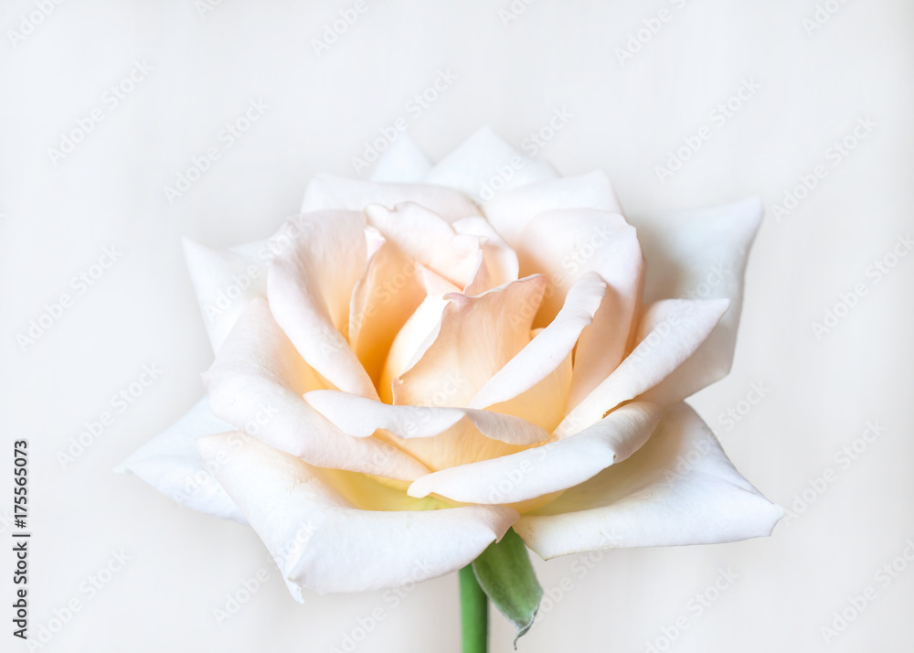 Beautiful White Rose Flower Wallpaper With Soft Light Effect Stock Foto Adobe - White Rose Images Wallpaper