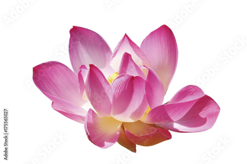 Isolated large lotus flower