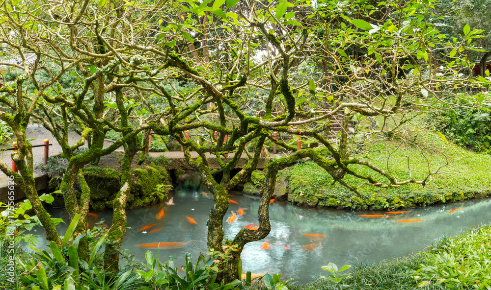 Koi pond