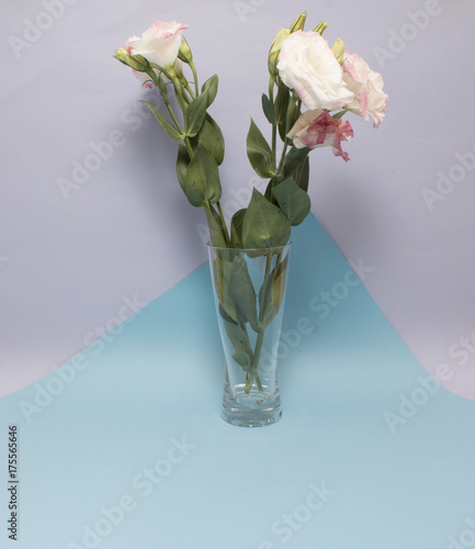 Pink Eustoma Flower