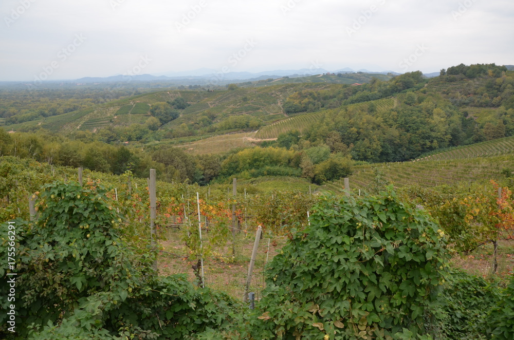 Vigneti visti da Le Castelle a Gattinara
