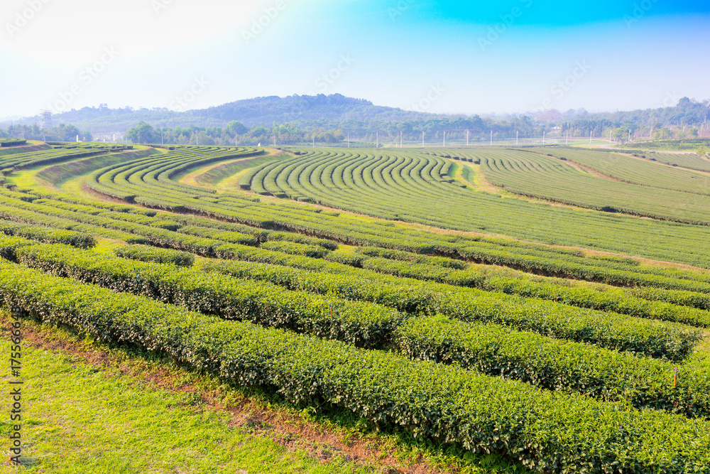 Green tea plantation landscape