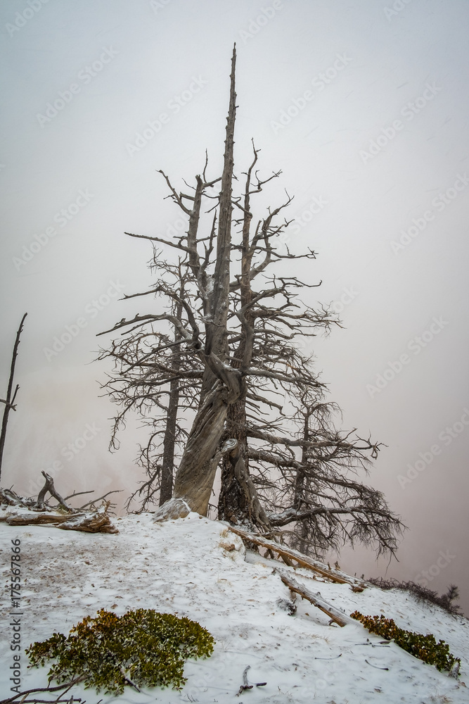 Winter in the Canyon
