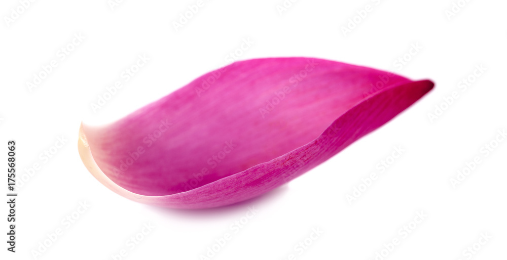Pink lotus lobes on a white background Pink lotus lobes on a white background