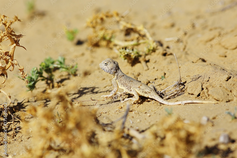 desert lizard in the wild desert lizard in the wild