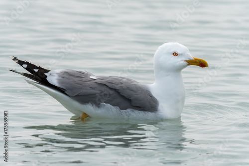 Seagull swimming in the calm mediterranea sea