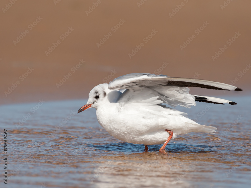Obraz premium A black-headed gull bathing on the beach in a puddle of water