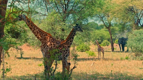 Cinematic camera shot of giraffe family feeding and resting in shadows in colorful, dry savanna fields of Tarangire national park in Tanzania, Africa on a bright, hot, sunny day.